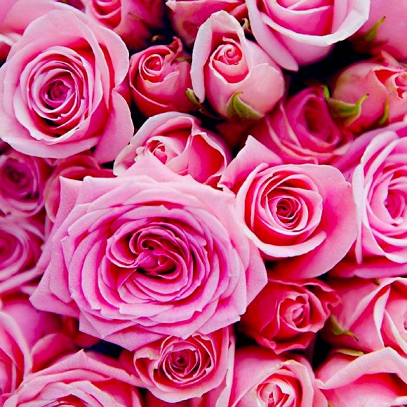 Meet the posher 🤍 - Picture 1 of 1